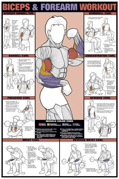 Chart Series II Biceps and Forearm Workout Poster