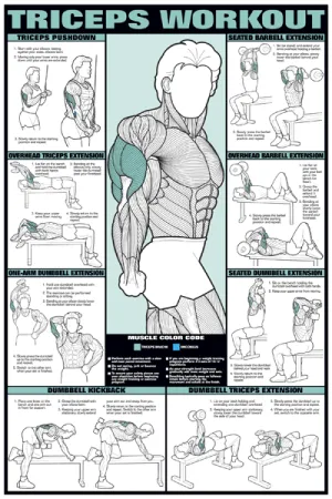 Chart Series II Triceps Workout Poster